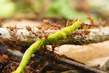 Fire Ants Teamworks Carry Caterpillars To The Nest, Selective Focus