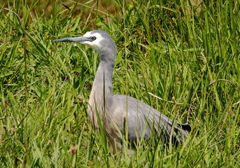 white faced heron
