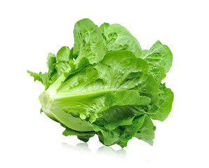 Fresh green cos lettuce Isolated on White Background