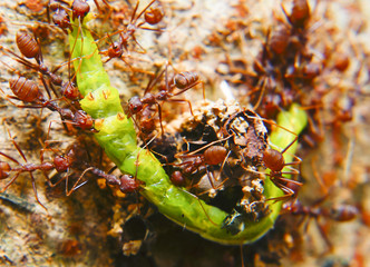 Fire Ants Teamworks Carry Caterpillars To The Nest, Selective Focus