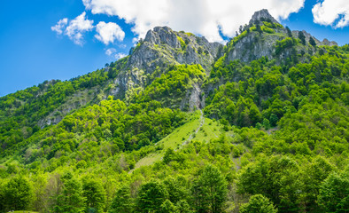 Scenic forest and meadows among the high snow-capped mountains. © Sergej Ljashenko