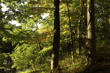 Sunset light through Fall forest