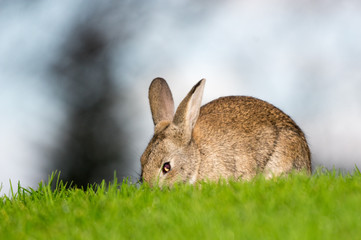 Rabbit facing left