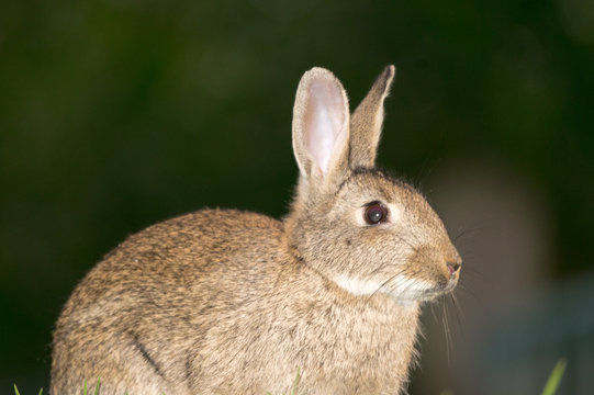 Rabbit facing right