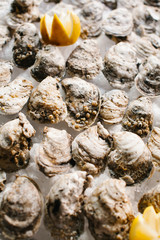 Raw oysters on ice garnished with lemon