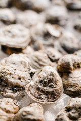 Raw oysters on ice, selected focus