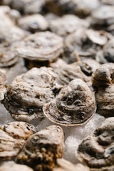 Raw oysters on ice garnished with lemon