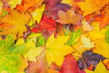 Naklejka na ściany i meble A pile of colorful autumn maple leaves