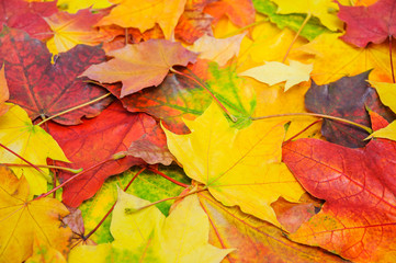 Fototapeta na wymiar A pile of colorful autumn maple leaves