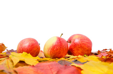 Naklejka na ściany i meble A pile of colorful autumn maple leaves and three bulk apples