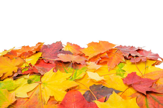 A pile of colorful autumn maple leaves