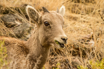 Cute Kid on the Block