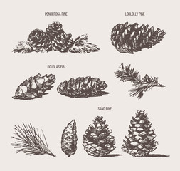 Set pine cones design elements drawn vector sketch
