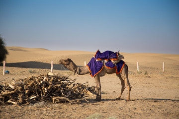 Camel on the Dunes