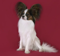 Beautiful young male dog Continental Toy Spaniel Papillon on red background