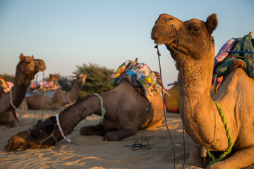 Camels at Rest
