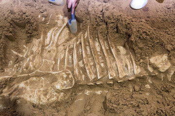 Excavating dinosaur fossils