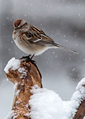 American Tree Sparrow in Snow