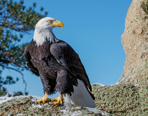 Bald Eagle on Moss Rock