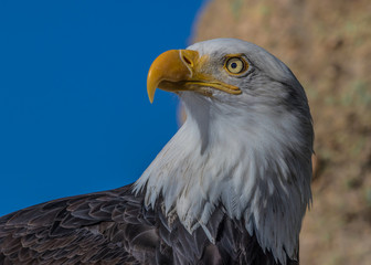 Bald Eagle Profile 4