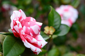 Camellia japonica