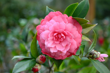 Camellia japonica