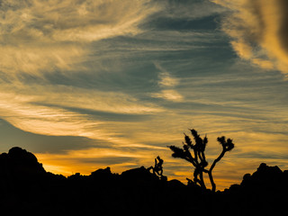 Sunset silhouette of Joshua Tree, Joshua Tree National Park, California, USA