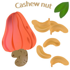 Cashew nuts isolated on white background. The icon of cashew nuts. Vector illustration.