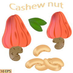 Cashew nuts isolated on white background. The icon of cashew nuts. Vector illustration.