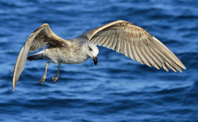 Flying Juvenile Kelp gull (Larus dominicanus), also known as the Dominican gull and Black Backed Kelp Gull. Natural blue ocean water background. False Bay, South Africa
