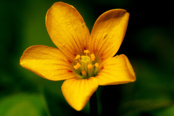 Yellow Flower close up