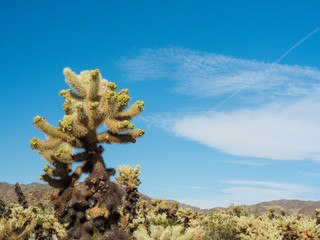 Cholla Cactus Garden in Joshua Tree National Park, California USA