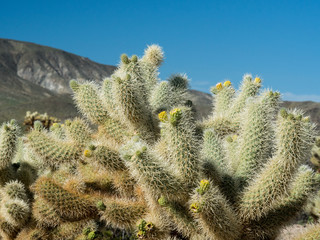 Close up Cholla Cactus in Joshua Tree National Park, California USA