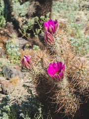 Close up cactus with pink flowers in Joshua Tree Naitonal Park, California, USA