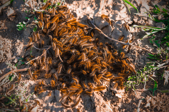 Fluffy caterpillars