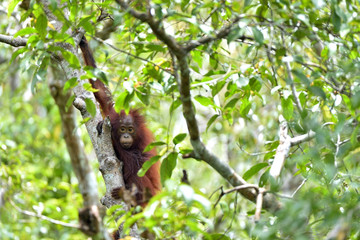 Bornean orangutan (Pongo pygmaeus) on the tree in the wild nature. Central Bornean orangutan (...
