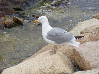 Shore Bird on Rocks