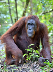 Close up Portrait of Bornean orangutan in the wild nature. Central Bornean orangutan ( Scientific name: Pongo pygmaeus wurmbii ) in natural habitat. Tropical Rainforest of Borneo.Indonesia