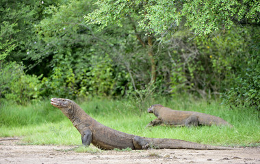 Portrait of the Komodo dragon ( Varanus komodoensis ) is the biggest living lizard in the world. ...