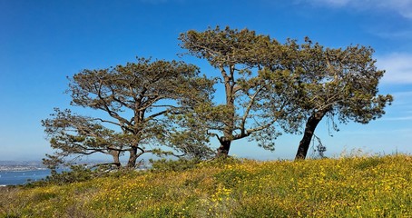 Spring wildflowers at Cabrillo National Monument in San Diego, California, USA