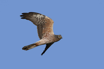 Montagus harrier (Circus pygargus)