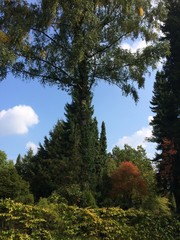 Natur im Parkanlage am Waldrand