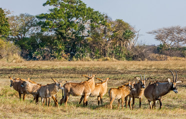 Naklejka na ściany i meble Group of Roan antelope . Birdies participate.The Roan Antelope. Hippotragus equinus.