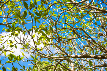 Branch trees background.