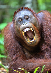 Orangutan with open mouth. Orangutan yawns, widely having opened a mouth and showing canines. Central Bornean orangutan ( Pongo pygmaeus wurmbii ) in natural habitat. Tropical Rainforest Borneo Island © Uryadnikov Sergey