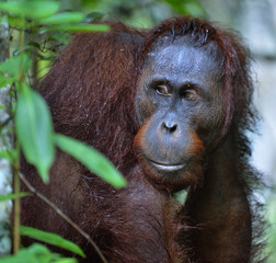 Bornean orangutan in the wild nature. Central Bornean orangutan ( Pongo pygmaeus wurmbii ) in natural habitat. Tropical Rainforest of Borneo Island. Indonesia