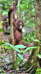 Great Ape on the tree. Central Bornean orangutan  in natural habitat. Wild nature in Tropical Rainforest of Borneo.