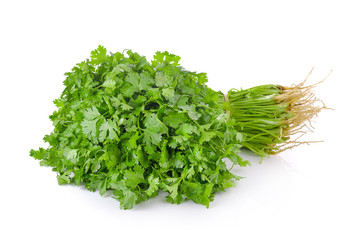 Fototapeta premium coriander on white background