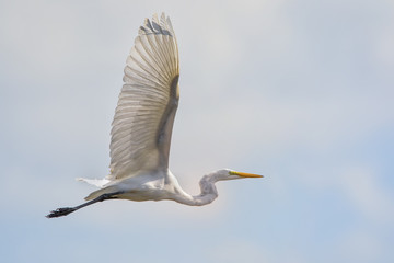 Great White Heron
