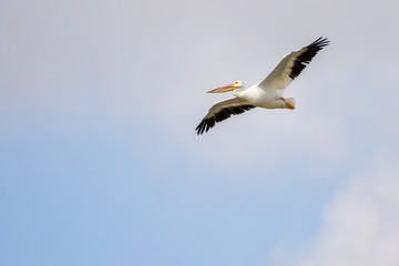 American white pelican